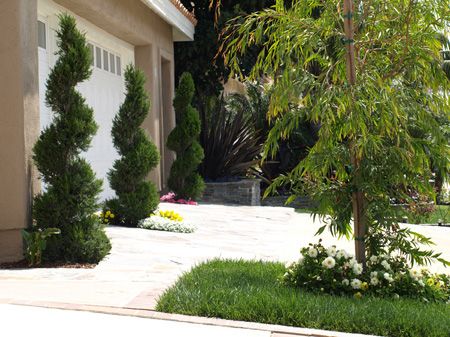 Spiral trees Spiral Plants Front Door, Spiral Arborvitae Landscaping, Spiral Trees Front Porch, Spiral Trees Front Yard, Spiral Topiary Front Porch, Spiral Topiary, Curly Plants Spirals, Spiral Tree, Trees For Front Yard