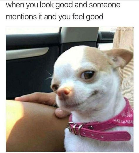 Just 20 Fresh Animal Memes In Case You Are Having a Bad Day Funny Dog Memes, Funny Animal Quotes, Chihuahua Lover, Chihuahua Dogs, Funny Animal Memes, Animal Jokes, Chi Chi, Funny Animal Pictures, Dog Memes