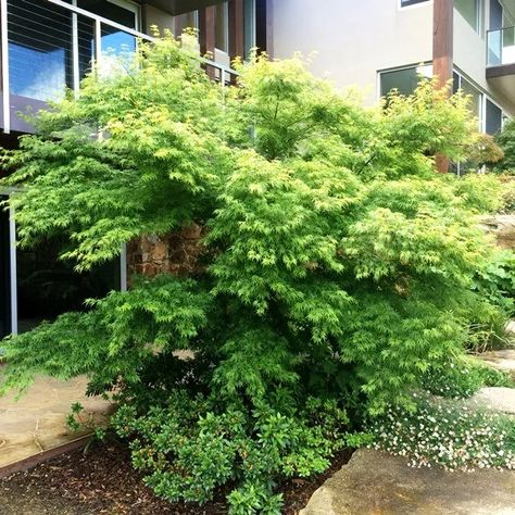 Acer palmatum Dissectum 'Seiryu' Acer Palmatum, Mulch, Mid Century House, Garden Styles, Japanese Garden, Soil, Plants