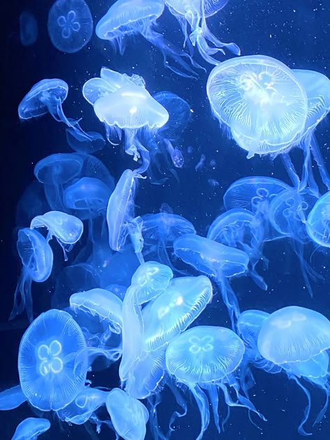 #japan #animals #jellyfish #aquarium #sapporo #travel #blueaesthetic #blue #photography #date Water Icon Aesthetic, Jellyfish Core, Jellyfish Icon, Pretty Jellyfish, Jellyfish Aesthetic, Jellyfish Pictures, Aquarium Pictures, Moon Jellyfish, Jellyfish Aquarium