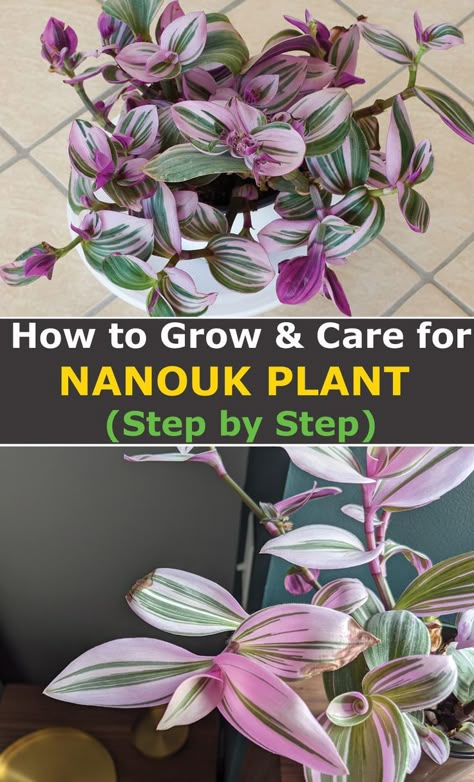 Wondering Jew Plant, Plants With Pink Flowers, Lilac Plant, Wandering Jew Plant, Purple Foliage, Flowering Succulents, Plant Care Houseplant, Purple Plants, Growing Plants Indoors