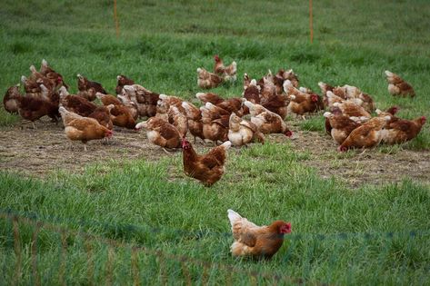 Chickens Egg Free Range, #Egg, #Free, #Range, #Chickens Free Range Chickens, Poultry Farm, Backyard Farming, Chicken Farm, Free Range, Chicken Eggs, Egg Free, Organic Gardening, Free Pictures