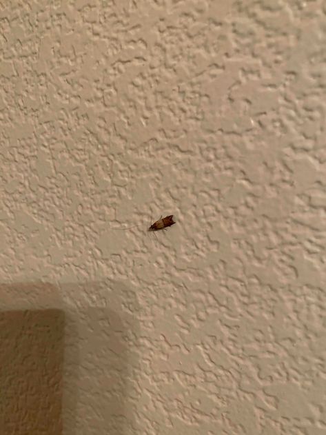 I found a few of these bugs in our home (Northern California). These bugs are mainly on ceilings and walls. I also noticed a few webs (with worm). Not sure if these worms turn into the bug that can fly. What are these and how do I get rid of it? Thanks! The Bug, How Do I Get, Northern California, Our Home, The Wall, Bugs, Carpet, California, Turn Ons