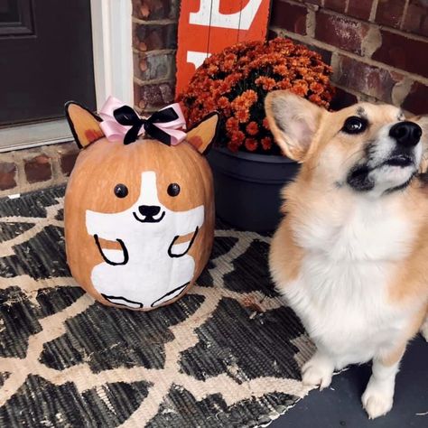 Animal Pumpkin Painting Ideas, Corgi Pumpkin Carving, Pumpkin Painting Funny, Hamster Pumpkin, Cow Pumpkin Painting, Corgi Pumpkin, Halloween Pumpkin Crafts, Creative Pumpkin Painting, Contest Ideas