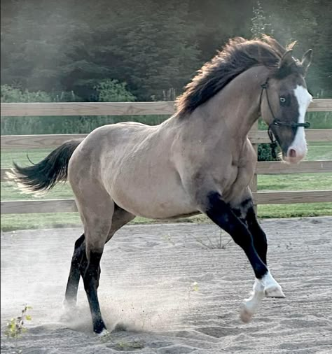 Beautiful grulla color Grullo Horse, Blue Roan Horse, Princess Horse, Grulla Horse, Unusual Horse, Horse Markings, Horse Coat Colors, Rare Horses, Cute Horse Pictures