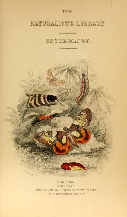 The Naturalist's library : Jardine, William, Sir, 1800-1874 : Free Download, Borrow, and Streaming : Internet Archive Animal Encyclopedia Aesthetic, Naturalist Aesthetic, Explorer Aesthetic, Fauna Illustration, Posters Decor, 2024 Art, History Pics, Museum Exhibition Design, Museum Exhibition