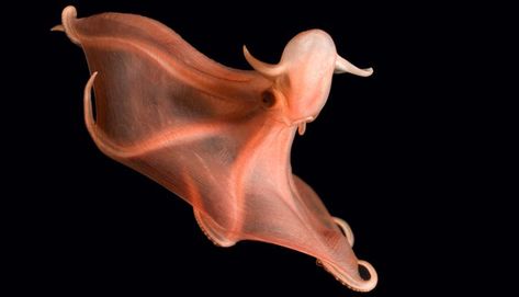 Glowing Sucker Octopus - This red octopod (Stauroteuthis syrtensis) shines in a novel way. Suckers stretching in a single row down each arm flash on and off. The glowing-sucker octopod drifts through deep waters off the eastern United States—down to 2,500 meters (8,200 feet)—and grows up to 50 cm (18 inches) long. Octopus Species, Frilled Shark, Vampire Squid, Dumbo Octopus, Red Octopus, Marianas Trench, Deep Sea Creatures, Sea Monsters, Underwater World