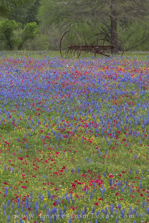 texas wildflowers, texas landscapes, wildflowers, luling texas, spring, texas spring, texas Luling Texas, Wimberly Texas, Texas Forest, Writers Room, Texas Spring, Texas Wildflowers, Texas Landscape, Wildflower Photo, Poppy Fields