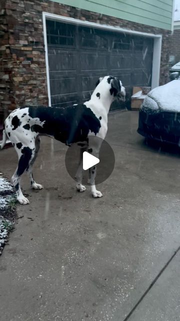 Great Dane Asa on Instagram: "Sibling Saturday. First time seeing snow. My favorite video in the whole wide world 🌎 ❤️  . . . . . . . #dogs #doglover #doggy #greatdanes #dog_features #dogsiblings #dogsofinsta #instadog #dogreels #bigdog" Great Dane Training, Great Dane Videos, Great Dane Aesthetic, Biggest Great Dane, Black Great Dane, Merle Great Danes, Great Dane Mastiff, Great Dane Funny, Great Dane Puppies