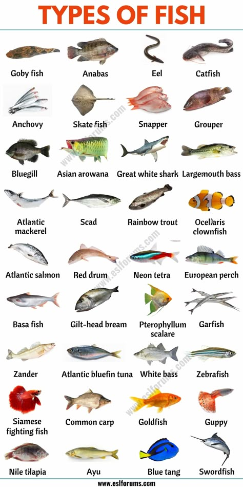 Types of Fish: List of 35+ Types of Fish from All Around the World - ESL Forums Types Of Sea Animals, How To Fillet A Fish, Types Of Fish To Eat, Fish Infographic, Name Of Vegetables, Fruits Name In English, Animals Name In English, Animal Infographic, Fish List