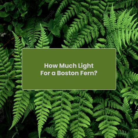 Indoor Plant Lights, Hanging Ferns, Indoor Ferns, Types Of Ferns, Dark Rooms, Fairy Homes, Boston Fern, Low Light Plants, Indoor Gardens