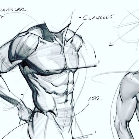 Torso Studies, Sketches Male, Sketching Doodles, How To Draw Abs, Arm Anatomy, Man Anatomy, Anatomy Practice, Anatomy Tutorial, Doodles Sketches