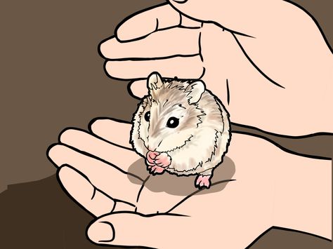 Robo Hamster, Roborovski Hamster, Bear Hamster, Classroom Pets, Hamster Diy, Hamster Names, Otters Cute, Hamster Care, Baby Hamster