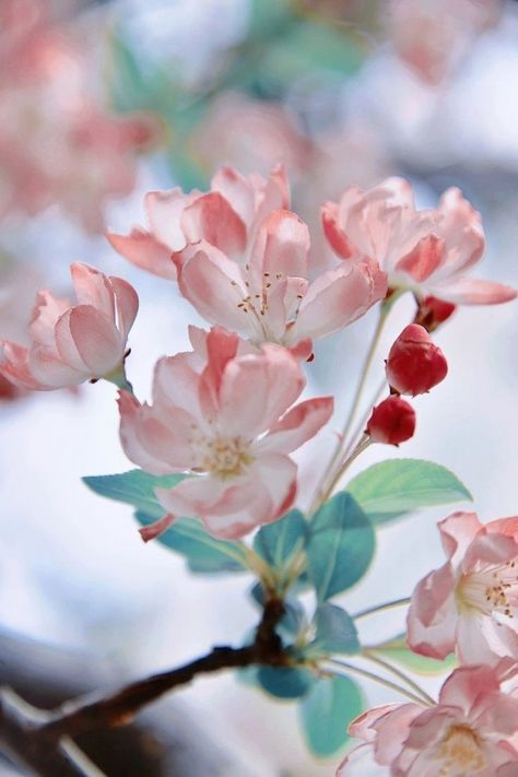 Crab Apple Flower, Haitang Flower, Chinese Scenery, Apple Tree Flowers, Surreal Flowers, Peach Blossom Flower, Chinese Flowers, Chinese Background, Japan Spring