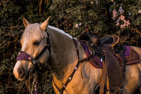 Sorrel Horse, Aqha Horses, Horsey Life, Western Horses, Dream Horse Barns, Palomino Horse, Barrel Racing Horses, Rodeo Horses, Barrel Horse