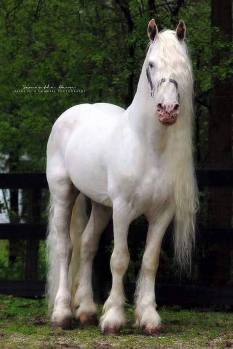 Albino Horse, Friesian Stallion, Horse Riding Clothes, Types Of Horses, Horse Videos, Most Beautiful Horses, Friesian Horse, Majestic Horse, Pretty Animals