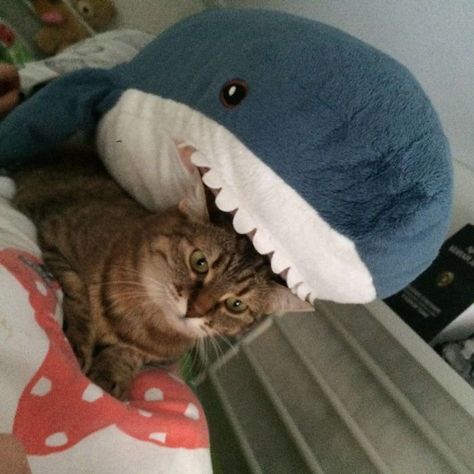 Ikea Shark Plush Stuffed Shark, Shark Meme, Shark Doll, Ikea Shark, Wallpaper Gatos, Cat Shark, Shark Pictures, Shark Toy, Shark Plush