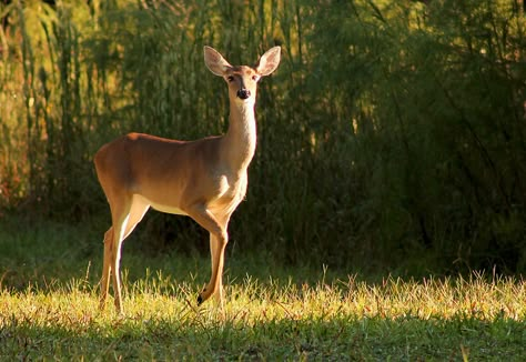 Deer Photography, Deer Photos, Deer Doe, Deer Pictures, Christmas Lantern, Roe Deer, Animal Study, Deer Christmas, Deer Art