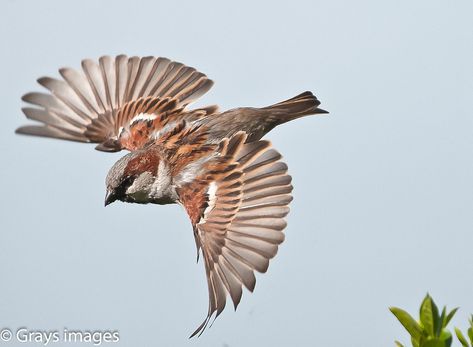 Sparrow In Flight, Sparrow Pictures, Privet Hedge, Finches Bird, House Sparrow, View From Above, Common Birds, Sparrow Bird, Brown Bird