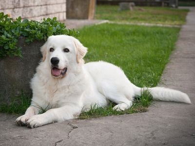 Maremma Sheepdog Puppy, Wolf And Deer, Maremma Dog, Polish Sheepdog, Sheepdog Puppy, Maremma Sheepdog, Pyrenean Mountain Dog, Dog Breeds Pictures, Top Dog Breeds