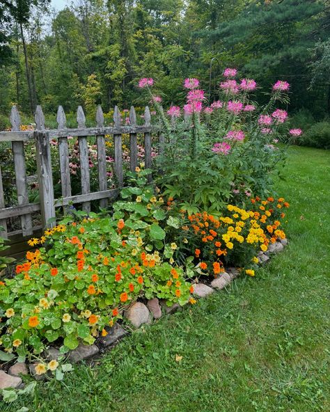 August slips away but the gardens are still blooming! Annuals are a great way to incorporate long lasting color throughout the season well into the fall. #gardening #gardeninspiration #gardenideas #nasturtium #cleome #marigold #gardensofinstagram #gardenstyle #gardendesign # Nasturtium Garden Ideas, Nasturtium Garden, Fall Gardening, Annual Flowers, Cottage Gardens, Garden Styles, Be Better, Yard Ideas, Cottage Garden