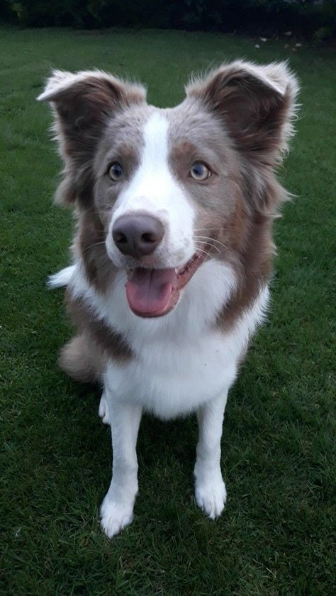 Lilac And White Border Collie, Border Collie Lilac, Blue Border Collie, Border Collie Tattoo, Border Collie Colors, Border Collie Training, White Border Collie, Border Collie Puppy, Collie Puppy