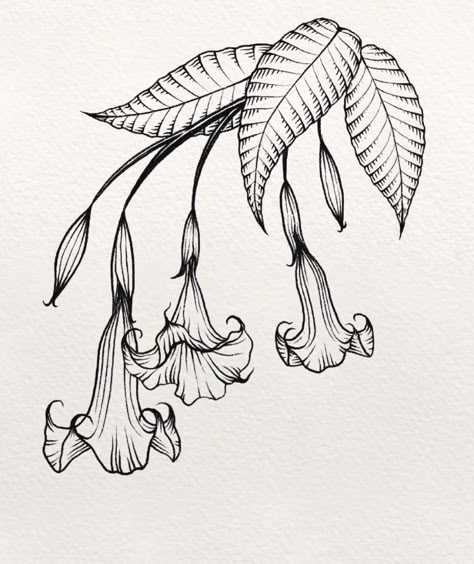 Angel Trumpet Plant Drawing, Angels Trumpet Flower Tattoo, Devils Trumpet Tattoo, Deadly Plant Tattoo, Medieval Plants Illustration, Weird Flower Tattoo, Angels Trumpet Tattoo, Gothic Plant Tattoo, Plant Inspired Tattoos