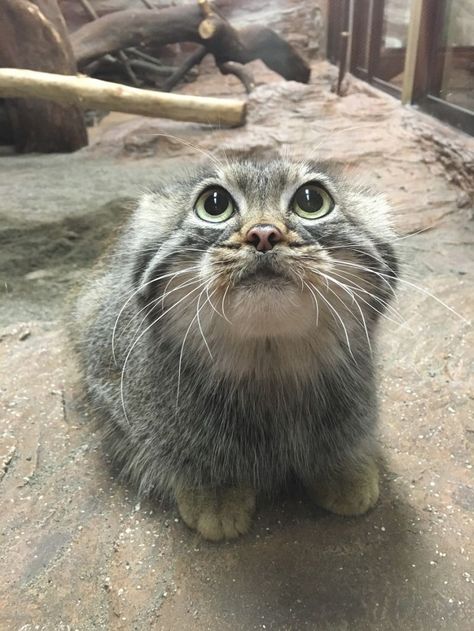 Those Eyes, Manul Cat, Pallas Cats, Pallas Cat, Pallas's Cat, Exotic Cats, Beautiful Cat Breeds, Silly Animals, Silly Cats