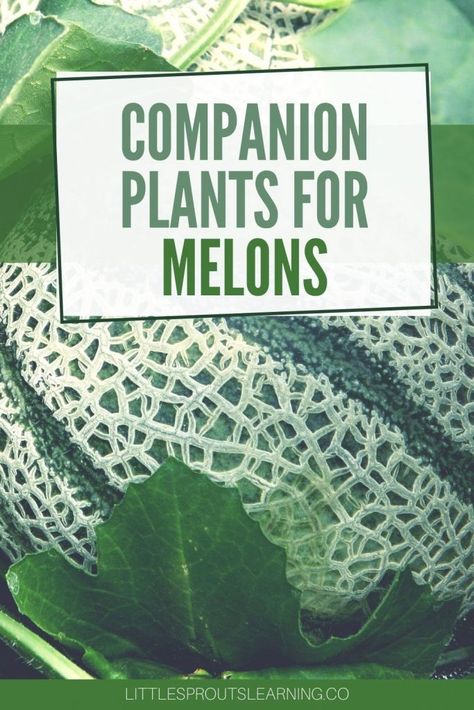 Companion Planting Melons, Watermelon Companion Plants, Cantaloupe Companion Planting, Melon Patch Garden, Companion Plants For Blueberries, Growing Melons In Raised Beds, Melon Companion Planting, Melon Garden, Planting Cantaloupe