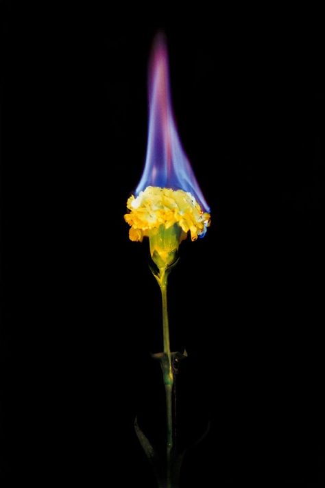 Related image Fire Photography Ideas, Matt Collishaw, Mat Collishaw, Burning Flowers, Burning Rose, Element Fire, Candles Photography, Fire Photography, Fire Flower