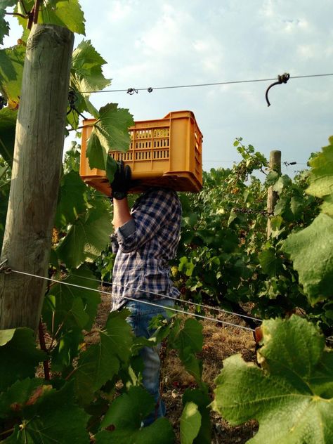 Harvesting Chardonnay grapes in Berlucchi vineyards, Franciacorta, Italy. The process is rigorously manual, in order to preserve the quality of the grapes. #BerlucchiMood Grape Harvest, Grape Harvesting, Beautiful Country, Wine Making, Chardonnay, The Process, Grapes, In Italy, Wine