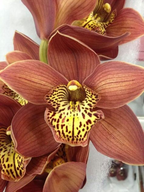 Brown orchid... via G Page Flower Brown Orchid, Brown Flowers, Beautiful Orchids, Garden Flowers, Cut Flowers, Amazing Flowers, Chocolate Brown, Trees To Plant, Mother Nature