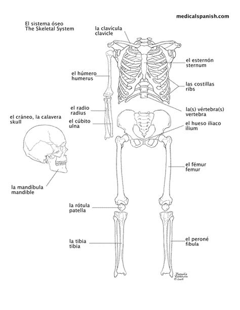 Medical Spanish for occupational therapy website ( classes) with free tools & printables, diagrams, terms with audio for pronunciation Spanish Illustration, Medical Spanish, Spanish Animals, Medical Websites, Spanish Practice, Therapy Website, Spanish Pronunciation, Ap Spanish, Skeletal System