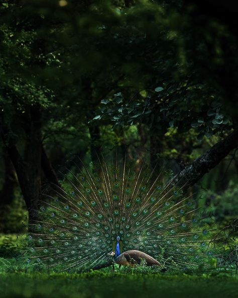 3,163 Likes, 96 Comments - Varun Aditya (@varun.aditya) on Instagram: “Wild Couples ❤️  #varunaditya #varunadityaphotography #expandedexpeditions #nature #wild #wildlife…” Jungle Pictures, Fashion Design Process, Male Peacock, Dancing Peacock, Biker Photoshoot, Underwater Animals, Wild Forest, Forest Pictures, Red Sun