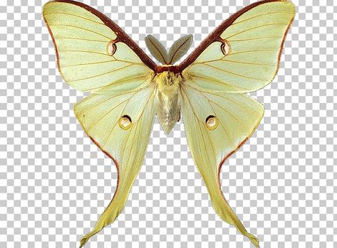 Fairycore Stickers, Butterfly Desktop Wallpaper, Moth Png, Moth Clipart, Luna Moth Tattoo, Everskies Profile, Notion Board, Yellow Board, Raster Graphics