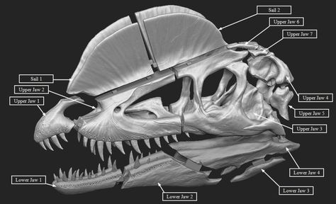 Download STL files Dilophosaurus Skull ・ Cults Dilophosaurus Skull, Polygon Modeling, Stl Files, The Skull, Hi Guys, Banner Ads, On The Floor, My Design, Dinosaurs