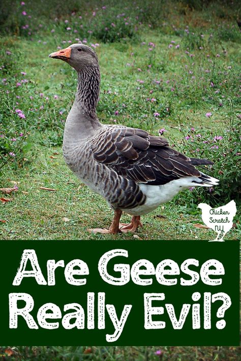 Geese On The Homestead, Geese House Ideas, Backyard Geese, Pet Geese, Farm Geese, Raising Geese, Geese Breeds, Farm Livestock, Goose House