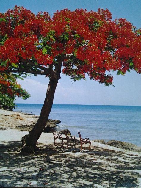 Flamboyant Tree, Landscaping Garden Design, Rock Garden Ideas, Cuba Pictures, Delonix Regia, Cuba Beaches, Royal Poinciana, Cuban Culture, Flame Tree