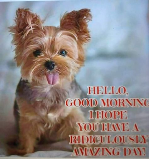 Good Thursday Morning from all the Fur... - The Yorkie Shack Animal Good Morning Quotes, Good Morning Quotes Funny, Morning Sunshine Quotes, Good Morning Puppy, Good Morning Dog, Funny Good Morning, Cute Friendship Quotes, Good Morning Wishes Gif, Good Thursday