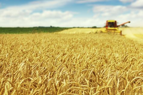 General Mills partners with winter wheat growers | 2020-01-29 | World Grain Barley Field, Winter Wheat, Plant Breeding, Montana State, Wheat Field, Wheat Fields, Soil Health, Global Recipes, Water Quality