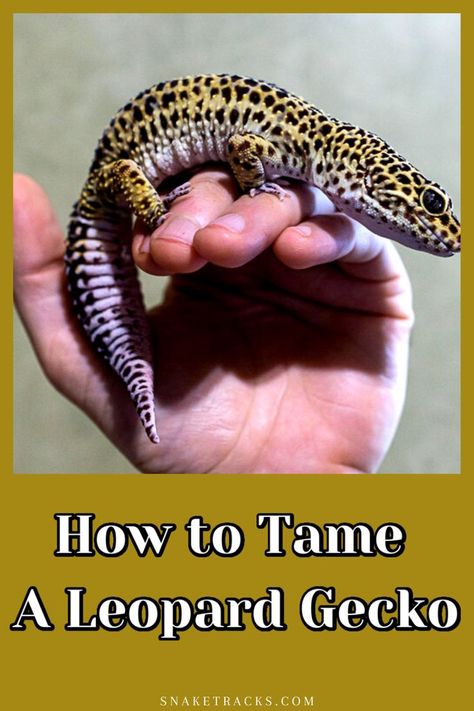 If you need to tame your leopard gecko, then it means it is aggressive and you will first want to find the root cause of their aggression. For guidelines care, go to destination. Gecko Pet, Gecko Habitat, Leopard Gecko, Reptiles Pet, Gecko, Reptiles, Pet Care, Pet