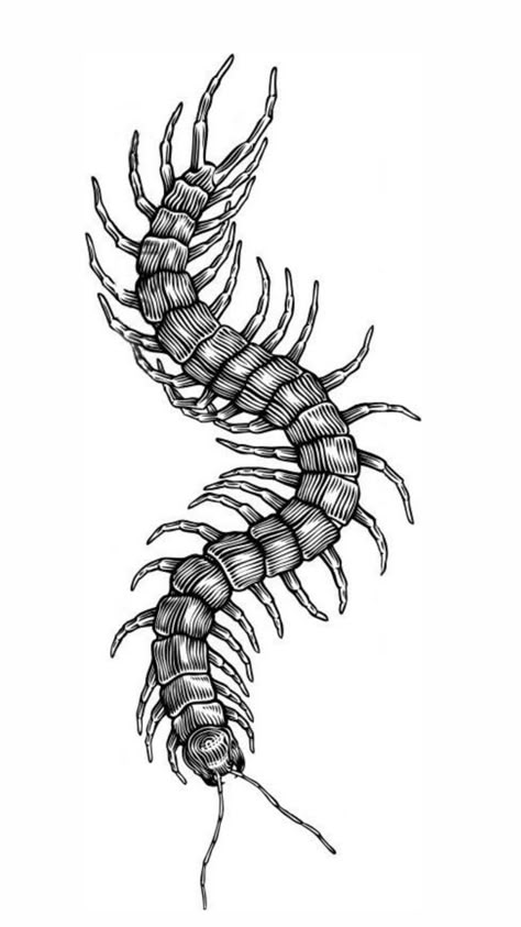 Dark Centipede Tattoo, Centipede Drawing Reference, Centapides Tattoo, Traditional Centipede Tattoo Design, Centipede Tattoo Stencil, Centepide Tattoo Design, Centipede Drawing Tattoo, Centepide Tattoo Arm, American Traditional Centipede Tattoo