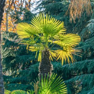 Windmill Palm Tree, Windmill Fan, Palm Trees For Sale, Windmill Palm, Cold Hardy Palm Trees, Small Windmill, Florida Trees, Palm Tree Plant, Cascading Flowers