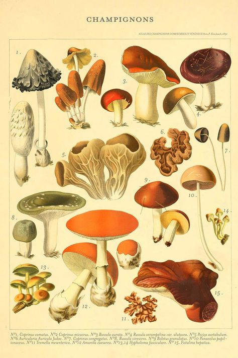 Beautiful vintage print with several hand drawn illustration of mushrooms with description on a beige background. Fungi Illustration, Poisonous Mushrooms, Antique Botanical Print, Illustration Botanique, Vintage Mushroom, Vintage Botanical Prints, Vintage Collage, Illustration Vintage, Scientific Illustration