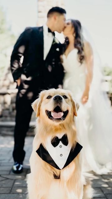 Dog Wedding Pictures, Golden Retriever Wedding, Dog Wedding Photos, Puppy Wedding, Wedding Photo List, Best Man Wedding, Photos With Dog, Wedding Pets, Adorable Dogs