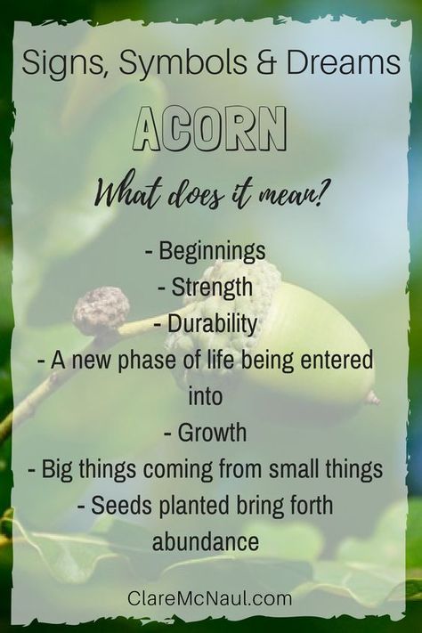 Acorn - Signs, Symbols & Dreams Acorn Meaning, Dream Interpretation Symbols, Charm Reading, Dream Symbolism, Dream Facts, Cosmic Ordering, Plant Meanings, Dreams Meaning, Dream Psychology