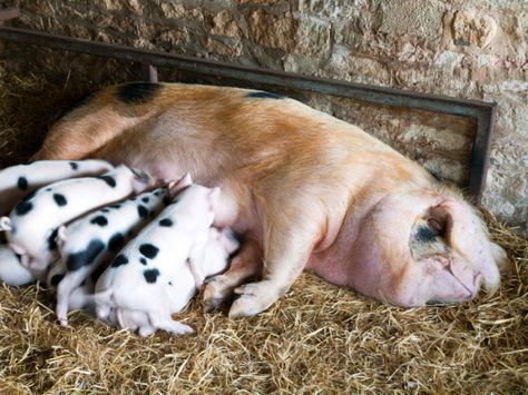 gloucestershire-old-spot Pig Kiss, Gloucestershire Old Spots, Muddy Pigs, Pig Care, Pig Breeds, Raising Pigs, Dream Pet, Person Falling, Animal Husbandry