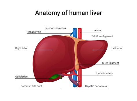 Anatomy Of Human, Liver Anatomy, Quadrants Of The Abdomen, Kidney Detox, Human Liver, Basic Anatomy And Physiology, Coconut Benefits, Bile Duct, Ketogenic Diet Meal Plan