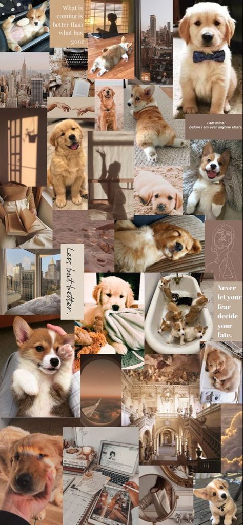 Puppy Wallpaper, Dogs And Cats, The Cutest, Cute Dogs, Puppies, Collage, Dogs