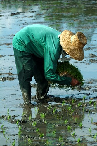 Farmer Philippines, Agriculture Pictures, Farmer Photo, Farmer Painting, Female Farmer, Philippines Culture, Caricature Sketch, Urban Farmer, Farm Photography